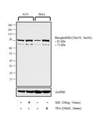 Phospho-RSK1 (Thr359, Ser363) Antibody in Western Blot (WB)
