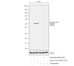 Phospho-CHK1 (Ser296) Antibody in Western Blot (WB)