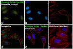 Phospho-CHK1 (Ser296) Antibody in Immunocytochemistry (ICC/IF)