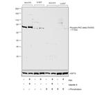 Phospho-PKC delta (Thr505) Antibody in Western Blot (WB)
