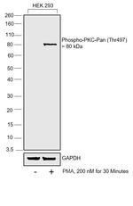 Phospho-PKC Pan (Thr497) Antibody in Western Blot (WB)