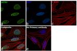 LATS2 Antibody in Immunocytochemistry (ICC/IF)