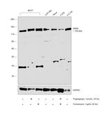 PERK Antibody in Western Blot (WB)