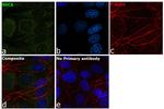 Alpha Sarcoglycan Antibody in Immunocytochemistry (ICC/IF)