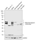 Alpha Sarcoglycan Antibody in Western Blot (WB)