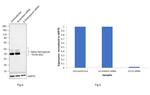 Alpha Sarcoglycan Antibody