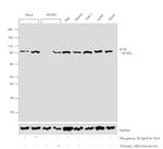 IFI16 Antibody