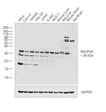 NDUFA9 Antibody in Western Blot (WB)