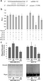 PIPOX Antibody in Western Blot (WB)