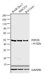 PIPOX Antibody in Western Blot (WB)