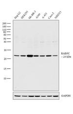 RAB5C Antibody in Western Blot (WB)