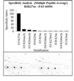 H3K27ac Antibody