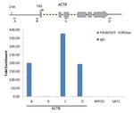 H3K56ac Antibody in ChIP Assay (ChIP)