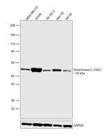 Glutaminase C (GAC) Antibody in Western Blot (WB)