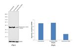 Glutaminase C (GAC) Antibody in Western Blot (WB)