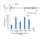 Phospho-Histone H3 (Thr32) Antibody