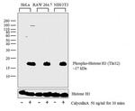 Phospho-Histone H3 (Thr32) Antibody in Western Blot (WB)