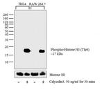 Phospho-Histone H3 (Thr6) Antibody in Western Blot (WB)