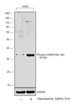Phospho-Caspase 3 (Ser150) Polyclonal Antibody