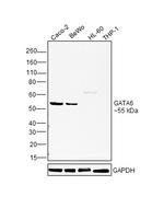 GATA6 Polyclonal Antibody