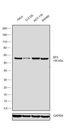 SP3 Antibody in Western Blot (WB)