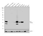PLP1 Antibody in Western Blot (WB)