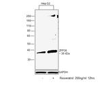 ZFP36 Antibody in Western Blot (WB)