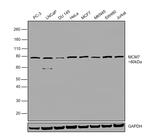 MCM7 Antibody in Western Blot (WB)