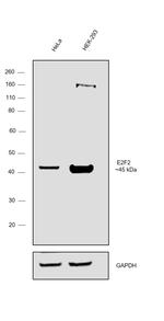 E2F2 Antibody in Western Blot (WB)