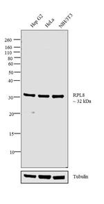 RPL8 Antibody in Western Blot (WB)