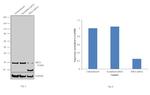 RPL8 Antibody in Western Blot (WB)