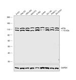 eIF3b Polyclonal Antibody