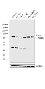 RHOT1 Antibody in Western Blot (WB)
