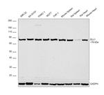 DLL1 Polyclonal Antibody
