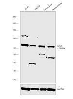 GCLC Antibody in Western Blot (WB)
