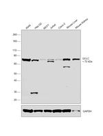 GCLC Polyclonal Antibody