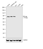 PKC eta Antibody