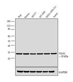 FOLR2 Antibody in Western Blot (WB)