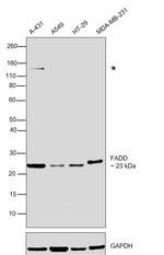 FADD Antibody in Western Blot (WB)