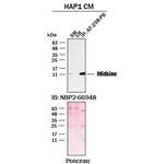 Midkine Antibody in Immunoprecipitation (IP)