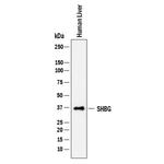 SHBG Antibody in Western Blot (WB)