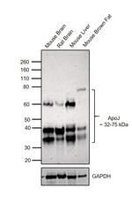 Apolipoprotein J Antibody in Western Blot (WB)