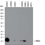 CXCL1 Polyclonal Antibody