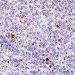 IL-2 Antibody in Immunohistochemistry (Paraffin) (IHC (P))