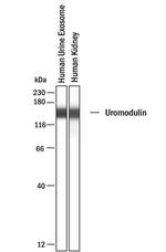 Uromodulin Antibody in Western Blot (WB)
