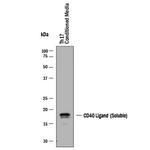 CD154 (CD40 Ligand) Antibody in Western Blot (WB)
