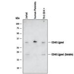 CD154 (CD40 Ligand) Antibody in Western Blot (WB)