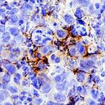 LILRB2 Antibody in Immunohistochemistry (Paraffin) (IHC (P))