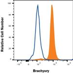 Brachyury Antibody in Flow Cytometry (Flow)