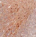Spinesin Antibody in Immunohistochemistry (Paraffin) (IHC (P))